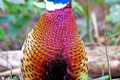 Common Pheasant [Phasianus colchicus colchicus] 