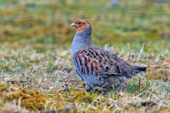 Grey Partridge [Perdix perdix perdix]  