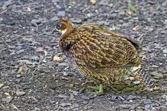 Himalayan Monal [Lophophorus impejanus]  