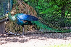 Green Peafowl [Pavo muticus]  
