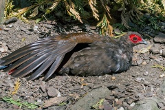 Salvadori's Pheasant [Lophura inornata] 