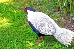 Silver Pheasant [Lophura nycthemera] 