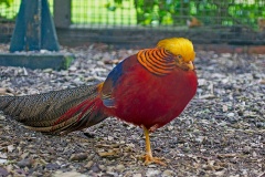 Golden Pheasant [Chrysolophus pictus] 