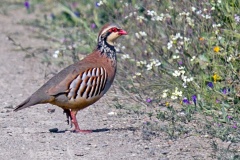Red-legged Partridge [Alectoris rufa intercedens] 