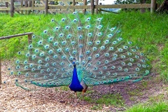 Indian Peafowl [Pavo cristatus]