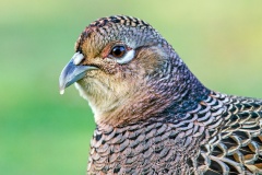 Common Pheasant [Phasianus colchicus colchicus] 