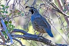 California Quail [Callipepla californica] 
