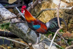 Red Junglefowl [Gallus gallus spadiceus] 