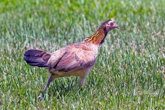 Red Junglefowl [Gallus gallus spadiceus] 