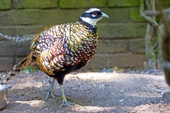 Reeves's Pheasant [Syrmaticus reevesii] 
