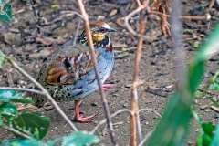 White-necklaced Partridge [Arborophila gingica] 