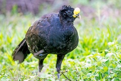 Great Curassow [Crax rubra rubra] 