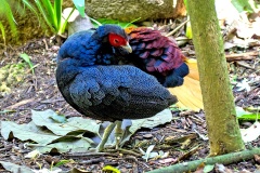 Malayan Crestless Fireback [Lophura erythrophthalma]