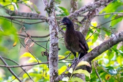 Grey-headed Chachalaca [Ortalis cinereiceps]