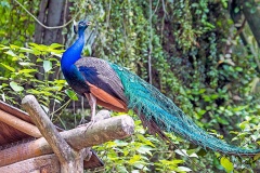 Indian Peafowl [Pavo cristatus]