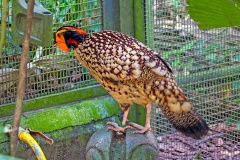 Cabot’s Tragopan [Tragopan caboti]  
