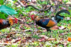 Red Junglefowl [Gallus gallus spadiceus] 