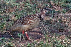 Crested Francolin [Ortygornis sephaena sephaena]