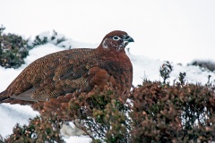 Red Grouse [Lagopus scotica] 