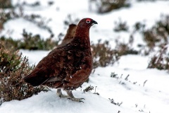 Red Grouse [Lagopus scotica]  