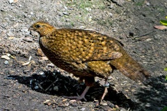 Temminck’s Tragopan [Tragopan temminckii] 