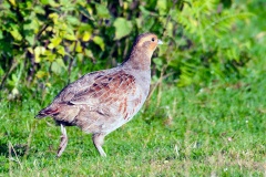 Grey Partridge [Perdix perdix perdix]