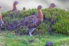 Red Grouse [Lagopus scotica]