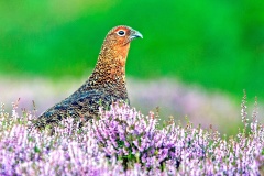 Red Grouse [Lagopus scotica]