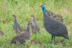 Helmeted Guineafowl [Numida meleagris coronatus]