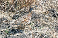 Orange River Francolin [Scleroptila gutturalis levaillantoides]