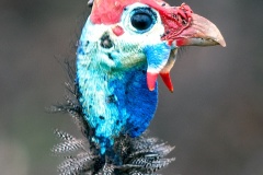 Helmeted Guineafowl [Numida meleagris coronatus]