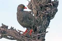 Red-billed Spurfowl [Pternistis adspersus adspersus]