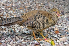 Golden Pheasant [Chrysolophus pictus] 