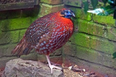 Satyr Tragopan [Tragopan satyra] 