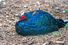 Edwards's Pheasant [Lophura edwardsi] 