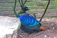Himalayan Monal [Lophophorus impejanus]  