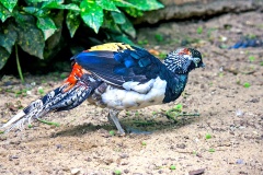 Lady Amherst's Pheasant [Chrysolophus amherstiae] 