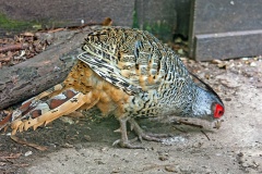 Cheer Pheasant [Catreus wallichii] 