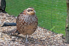 Reeves's Pheasant [Syrmaticus reevesii] 
