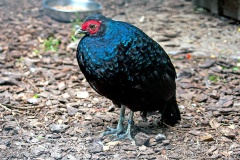 Salvadori's Pheasant [Lophura inornata] 