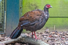 Edwards's Pheasant [Lophura edwardsi] 