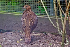 Satyr Tragopan [Tragopan satyra] 