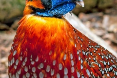 TTemminck’s Tragopan [Tragopan temminckii] 