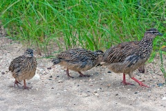 Crested Francolin [Ortygornis sephaena sephaena]