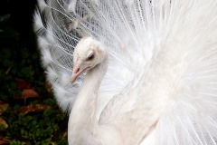 Indian Peafowl [Pavo cristatus]