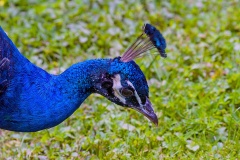 Indian Peafowl [Pavo cristatus]