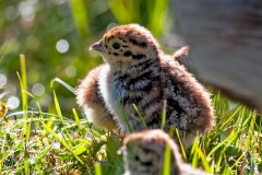 Grey Partridge [Perdix perdix perdix]  