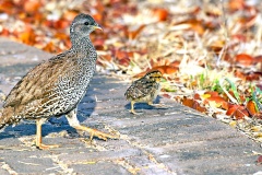 Natal Spurfowl [Pternistis natalensis natalensis]