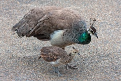 Indian Peafowl [Pavo cristatus]
