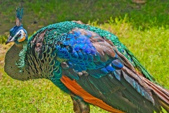 Green Peafowl [Pavo muticus]  